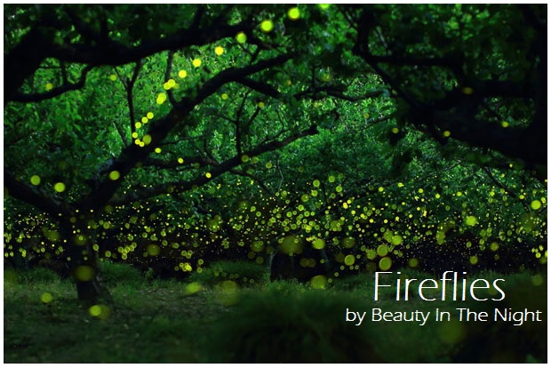 Fireflies.jpg